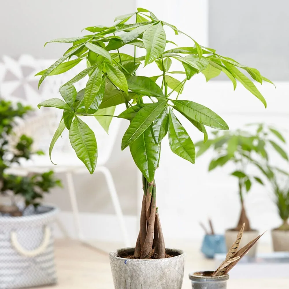 Desk Top - Houseplant Bundle