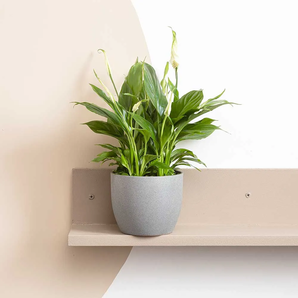 Desk Top - Houseplant Bundle