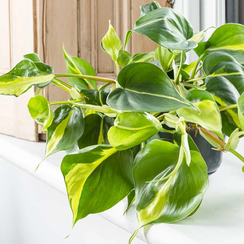 Desk Top - Houseplant Bundle