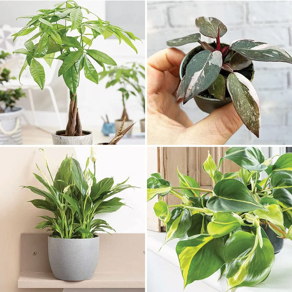 Desk Top - Houseplant Bundle